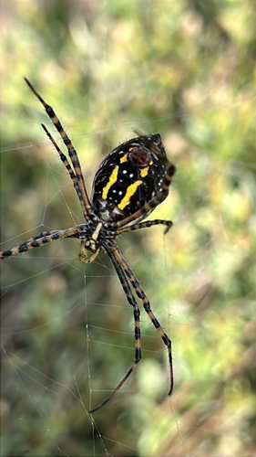 Banded Garden Spider