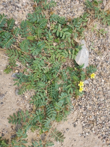 puncture vine