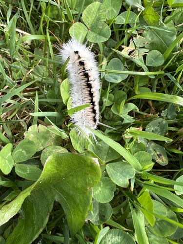 Hickory Tussock Moth