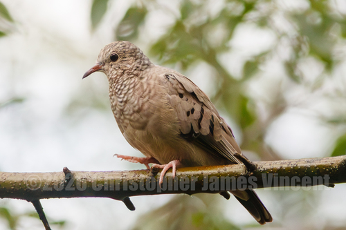 Common Ground Dove
