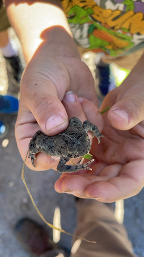 American Toad