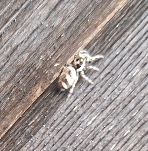 Zebra Jumping Spider