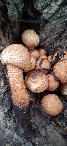 shaggy scalycap