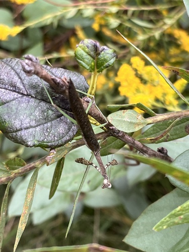Carolina Mantis