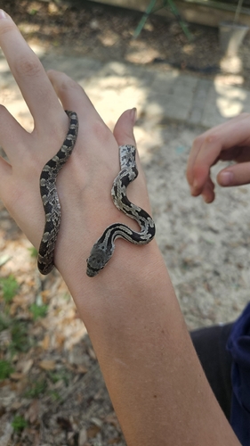 Central Ratsnake