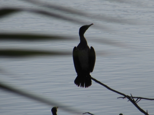 Great Cormorant