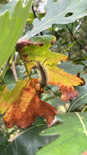Banded Tussock Moth