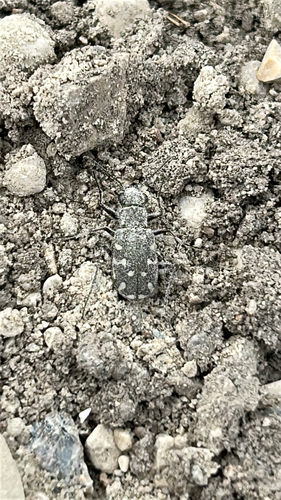 Twelve-spotted Tiger Beetle
