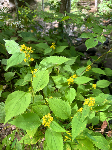 broad-leaved goldenrod