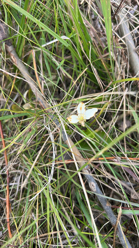 fen grass of Parnassus