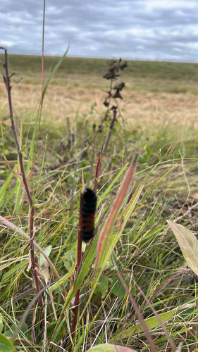 Isabella Tiger Moth