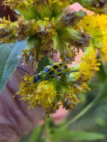 Spotted Cucumber Beetle