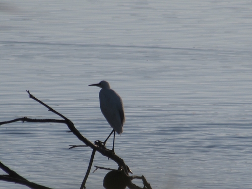 Little Egret