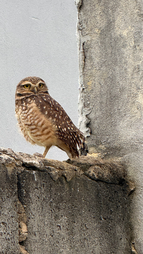 Burrowing Owl