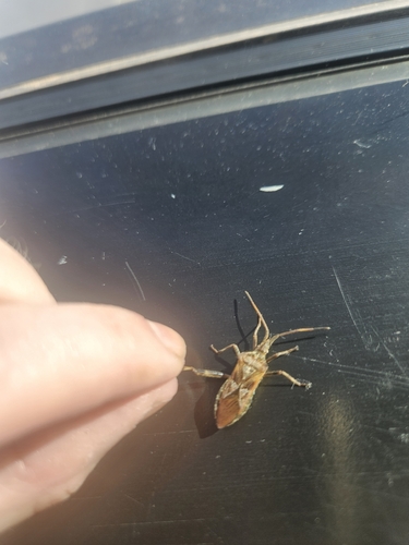 Western Conifer Seed Bug