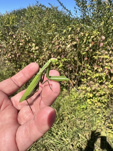 European Mantis