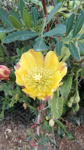Drooping Pricklypear