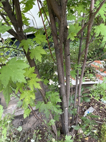 silver maple