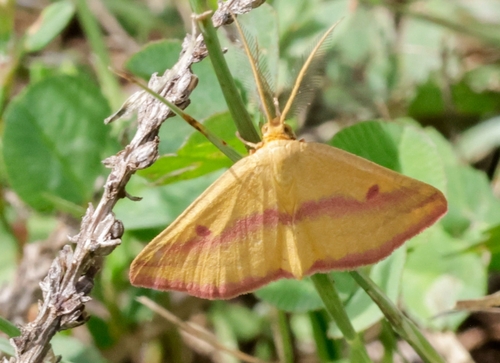 Chickweed Geometer Moth