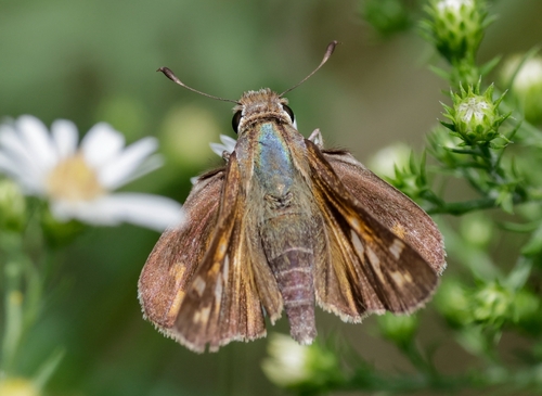 Huron Skipper