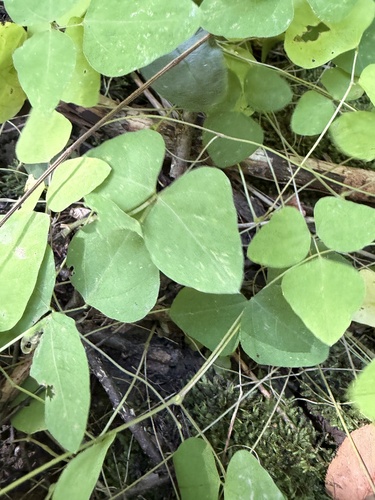 American hog-peanut