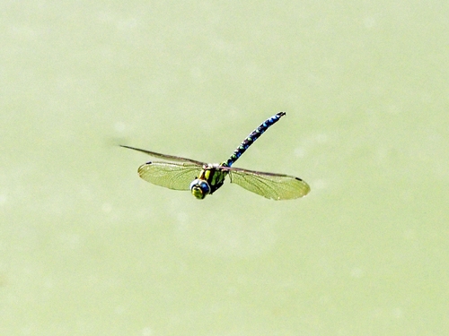 Southern Hawker