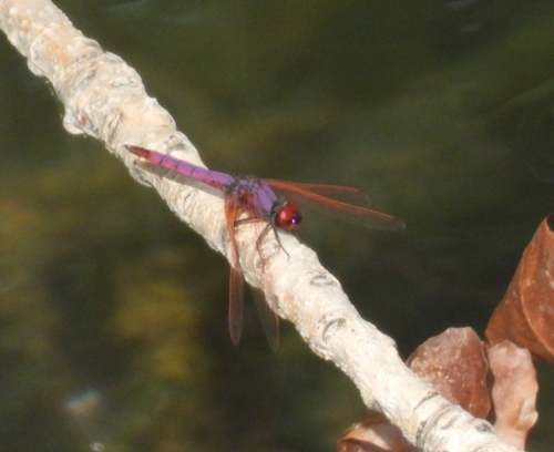 Violet Dropwing