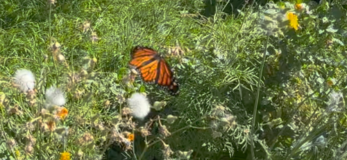 Monarch