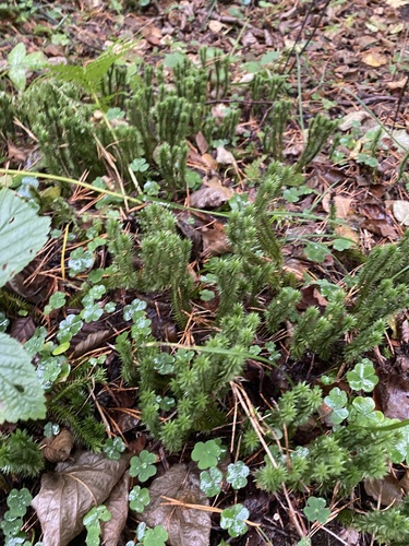northern firmoss
