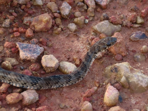 Almaden Ground Snake