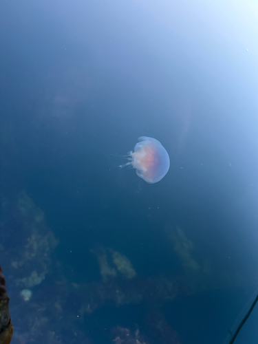Lion's Mane Jelly