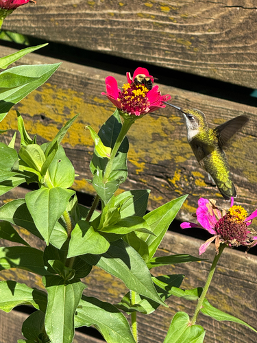 Ruby-throated Hummingbird