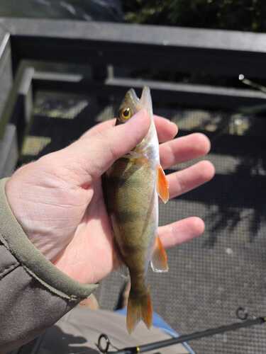 European Perch
