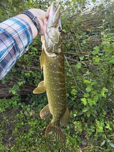 Northern Pike
