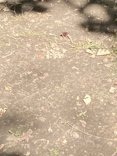 Red Admiral