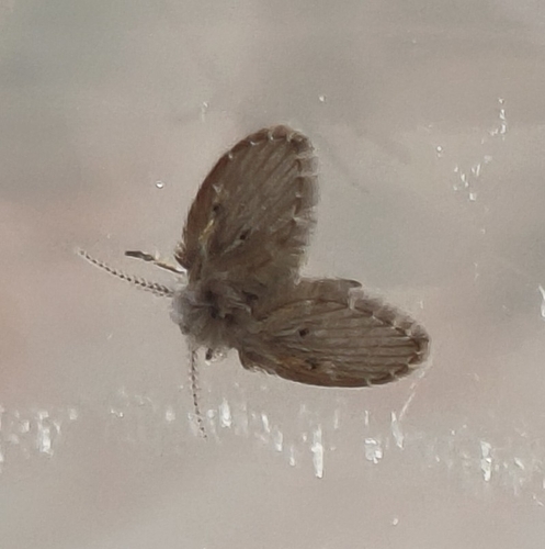 Bathroom Moth Fly
