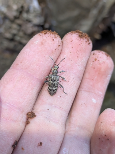 Ribbed Pine Borer