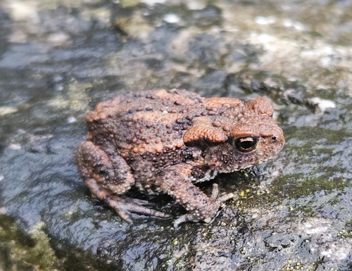 European Toad