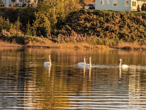 Trumpeter Swan
