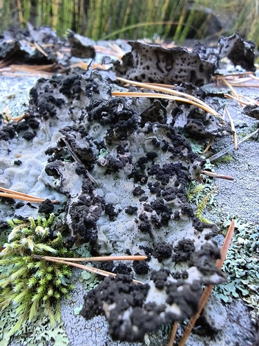 Lasallia pustulata