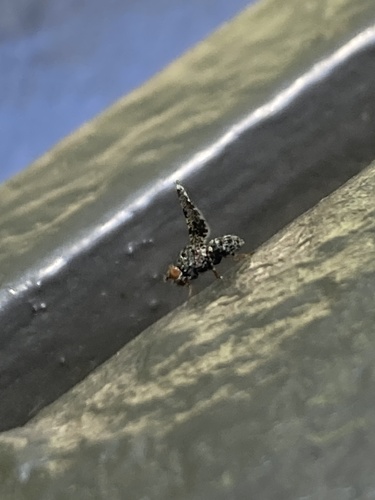 Peacock Fly