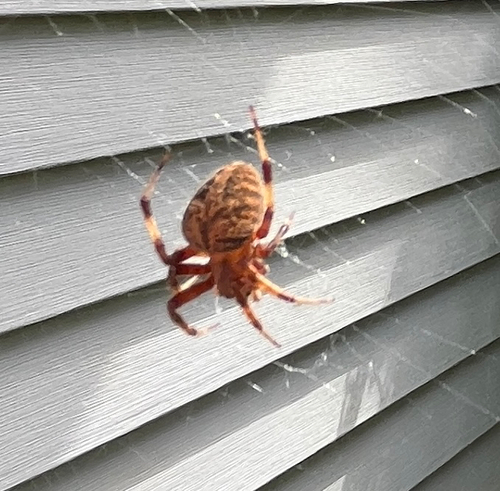 Spotted Orbweaver