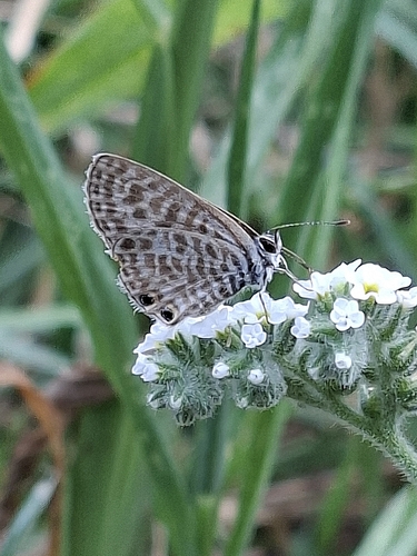 Lang's Short-tailed Blue