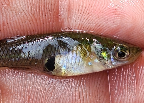 Eastern Mosquitofish