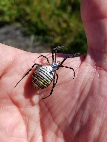 Banded Garden Spider