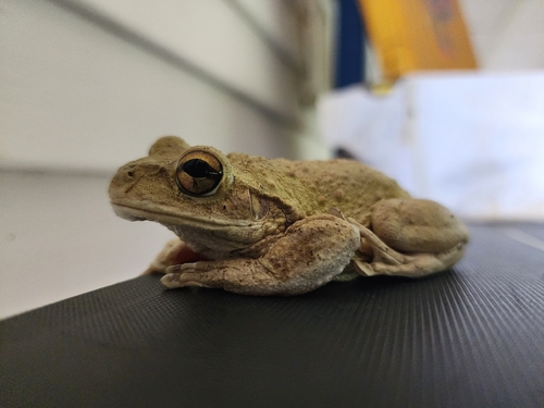Cuban Tree Frog