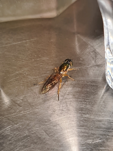 Twin-Spot Centurion Fly
