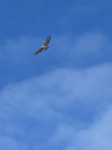Red-tailed Hawk