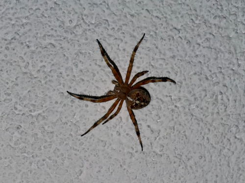 Cross Orbweaver