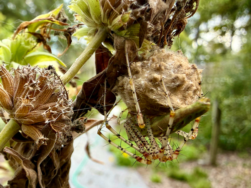 Green Lynx Spider